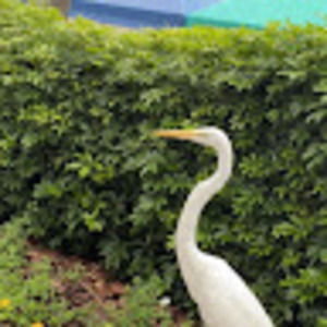 Meet your Posher, Alex